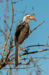 Calao à bec rouge,.Tockus erythrorhynchus, Northern Red billed Hornbill