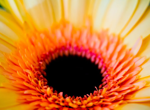 Detailed picture of a daisy flower with yellow petals and central orange ring with black seeds in the middle. Low depth of field and full frame daisy bloom.