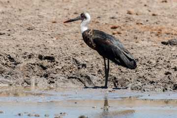 Cigogne épiscopale,.Ciconia episcopus, Woolly necked Stork, Afrique du Sud