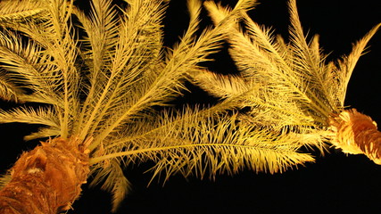 View to top of date palms from bottom at night. Date palm branches illuminated