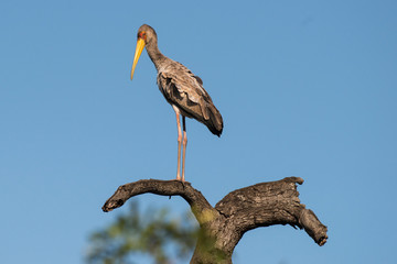 Tantale ibis, Mycteria ibis, Yellow billed Stork