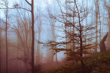 Early morning in the beech forest with fog, Cindrel mountains, Romania