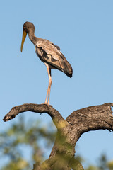 Tantale ibis, Mycteria ibis, Yellow billed Stork