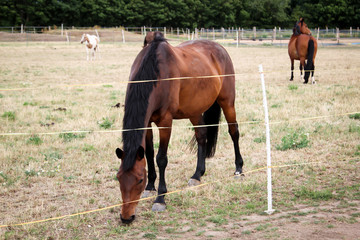 Pferde, Hengst, Stute auf einer Farm, Koppel beim grasen