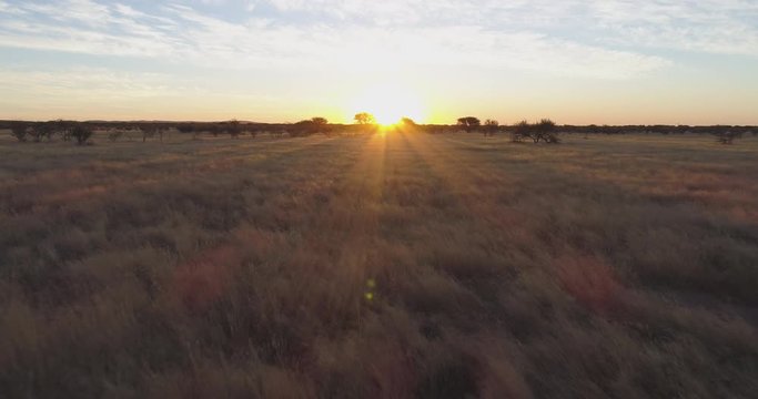 4K aerial view flying into the sunset on the African savannah grasslands, Namibia
