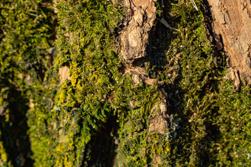 Bark. The bark of an old oak. Background. Tree bark covered with moss