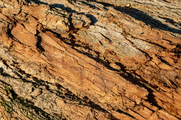 Bark. The bark of an old oak. Background. Tree bark covered with moss