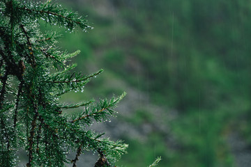 Drops on green needles of larch. Summer rain in coniferous forest