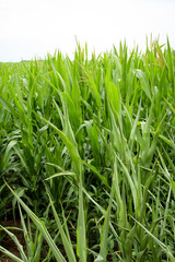 Details Detailaufnahme von Maispflanzen auf einem Maisfeld