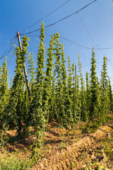 Hop field in Zatec region, Czech Republic