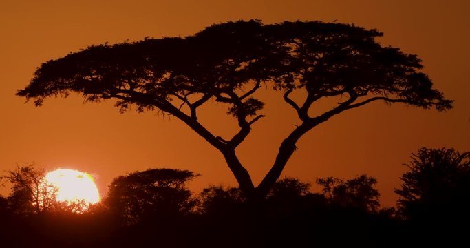 Spectacular timelapse of the sun rising through an Acacia tree against a beautiful red sky,Botswana