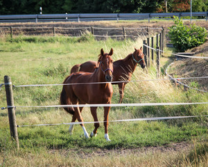 Pferde, Hengst, Stute auf einer Farm, Koppel beim grasen