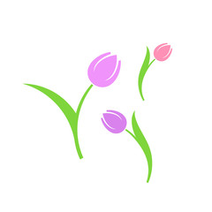 Tulip. Spring flowers