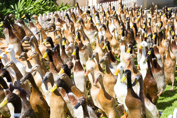 Running ducks at a duck parade on a wine estate in South Africa - Powered by Adobe