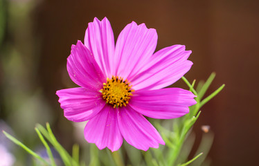 Obraz premium eine Nahaufnahme von einer sehr schönen lilafarbene Blüte