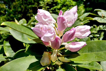 Spring flower on a magnolia tree against the background of the garden.