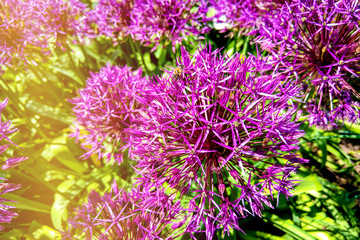 Allium Giganteum blooming. Few balls of blossoming Allium flowers. Beautiful picture with Alliums for the gardening theme.