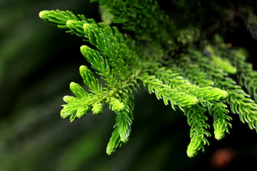 Pine branch on dark background. Close up view of Pine leaf on blurred nature background. Closeup of Norfolk pine needles and branches.