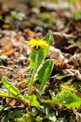 mit einem satten Gelb blühender Löwenzahn
