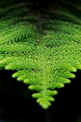 Pine branch on dark background. Close up view of Pine leaf on blurred nature background. Closeup of Norfolk pine needles and branches.