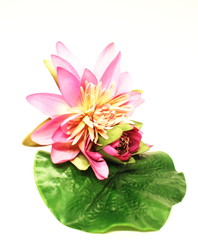 Fototapeta premium Flora and vegetation concept. A beautiful pink waterlily or lotus flower isolate on white background.