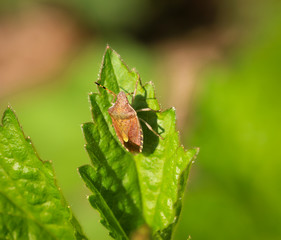 eine Wanze klettert auf einem Blatt herum