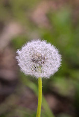 ein verblühter Löwenzahn, zur Pusteblume entwickelt mit Samen