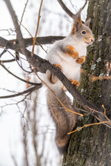 The squirrel sits on a branches in the winter or autumn