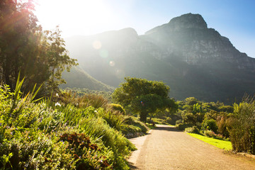 Sunset over walking path with tree in Kirstenbosch Botanical Garden, Cape Town, South Africa