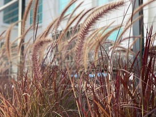 Obraz premium windy plant