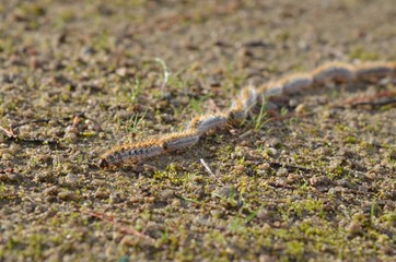 Processionary caterpillar (chenilles processionnaires)