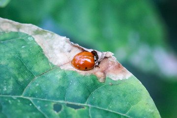 eine Nahaufnahme eines Marienkäfer auf einem Blatt