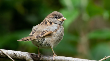 Juvenile house sparrow (Passer domesticus) perched on a branch