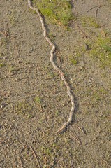 Processionary caterpillar (chenilles processionnaires)