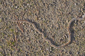 Processionary caterpillar (chenilles processionnaires)