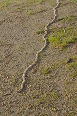 Processionary caterpillar (chenilles processionnaires)