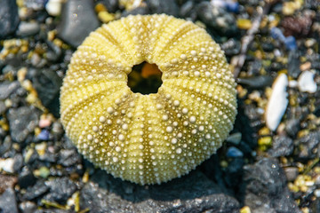 Sea Urchin 