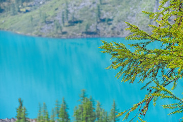 Pine branches on blue lake. Coniferous forest on shore of turquoise sea