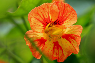 Nasturtium flowers. Tropaeolum majus garden nasturtium, Indian cress, or monks cress is a species of flowering plant in the family Tropaeolaceae. Flower and foliage.
