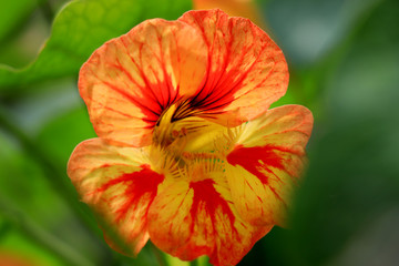 Nasturtium flowers. Tropaeolum majus garden nasturtium, Indian cress, or monks cress is a species of flowering plant in the family Tropaeolaceae. Flower and foliage.