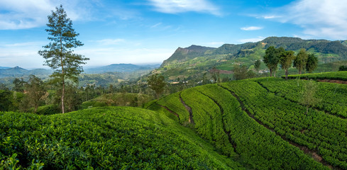 Fototapeta na wymiar Tea Plantation in Sri Lanka 