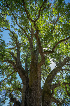 Oak Tree In Concord, California, USA