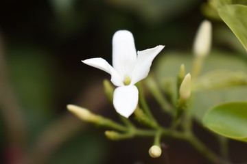 White Jasmine (Jasminum) macro and blurry flower buds
