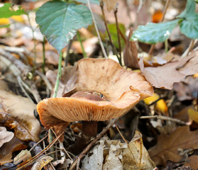 Pilz, Pilze bevölkern den Wald und erfüllen ihn mit Leben