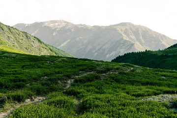 Obraz premium gentle hills, green meadow under sky. Agricultural pasture for cattle