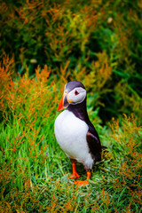 Atlantic Puffin in green grass