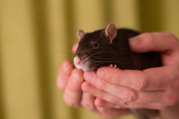 cute rat sits on the palms of man