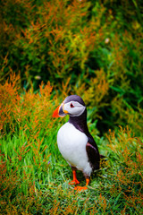 Atlantic Puffin in green grass