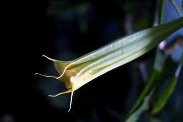 Brugmansia versicolor is a species of plant in the family Solanaceae, commonly known as...