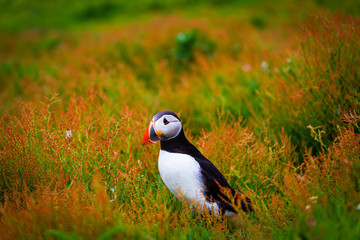 Atlantic Puffin in green grass